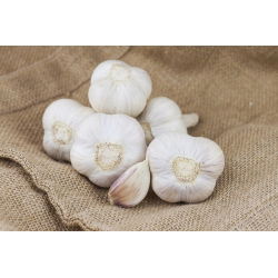 Ornakin talvivalkosipuli - 60 sipuli (3,6 - 6 kg)