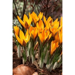Crocus Angustifolius - 10 keping - 