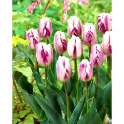 Cờ hoa hồng rực rỡ - Cờ hoa hồng rực rỡ - 5 củ giống - Tulipa Flaming Flag