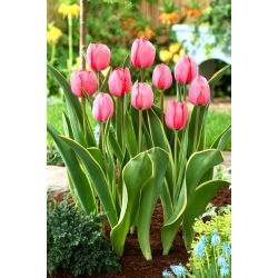 Tulip Design Impression - pakej besar! - 50 keping - 