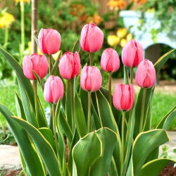 Tulip Design Impression - pakej besar! - 50 keping - 