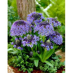 Portugalská squill