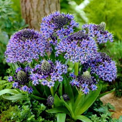 Portugalská squill