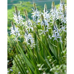 Cusickove kamere - veliko pakiranje! - 20 kom; quamash, indijski zumbul, camash, divlji zumbul, Camassia