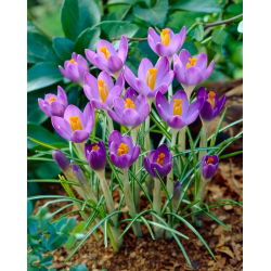 Crocus Barri lilla - 10 tk