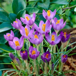 Crocus Barri lilla - 10 tk