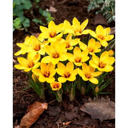 Crocus Korolkowii - pakej besar! - 100 keping - 