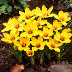 Crocus Korolkowii - pakej besar! - 100 keping - 