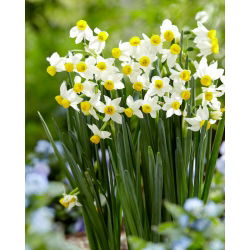 Daffodil, narcissus 'Canaliculatus' - large package - 50 pcs
