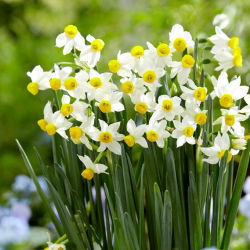 Daffodil, narcissus 'Canaliculatus' - large package - 50 pcs