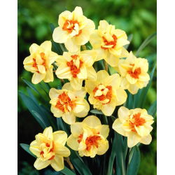 Narcis, narcis Double Fashion - 5 kom