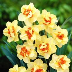 Narcis, narcis Double Fashion - 5 kom