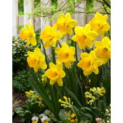 Daffodil, narcissus 'Gigantic Star' - large package - 50 pcs