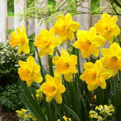 Daffodil, narcissus 'Gigantic Star' - large package - 50 pcs