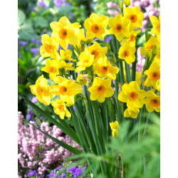 Daffodil, narcissus Hoopoe - large package! - 50 pcs