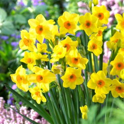 Daffodil, narcissus Hoopoe - large package! - 50 pcs