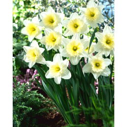 Narcis, narcis 'Ledene gluposti' - 5 kom