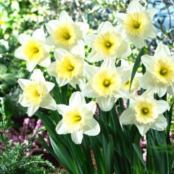 Narcisa, narcisa 'Ice Follies' - pachet mare - 50 buc.
