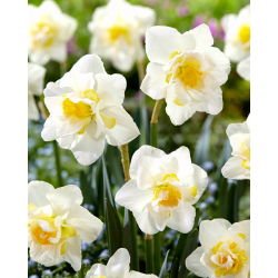 Narcis, narcis Bijeli lav - 5 kom