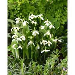 Žalioji snieguolė - 5 vnt.; Woronow snieguolė, Galanthus woronowii