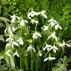 Snieguolė Woronowii - didelis paketas! - 50 vnt.