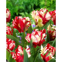 Tulipano 'Estella Rijnveld' - 5 pezzi