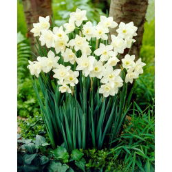 Narcis, narcis 'Pueblo' - 5 kom
