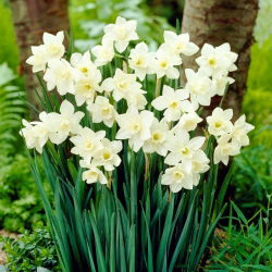 Narcis, narcis 'Pueblo' - 5 kom