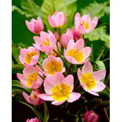 Tulip botani - Keajaiban Lilac - paket besar! - 50 buah - 