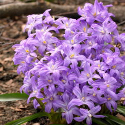 Bossier's glory-of-the-snow, purple-flowered - Chionodoxa Violet Beauty - large package! - 100 pcs; Lucile's glory-of-the-snow