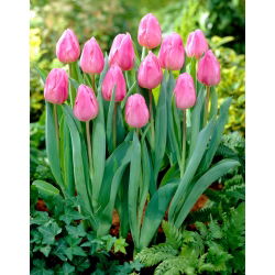 Tulipan Aafke - 5 stk.