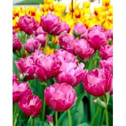 Tulip Abigail - 5 Stk
