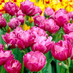 Tulip Abigail - 5 Stk