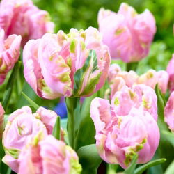Tulip Air - 5 pezzi