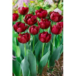 Tulipan antrasitt - 5 stk
