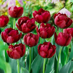 Tulipan antrasitt - 5 stk