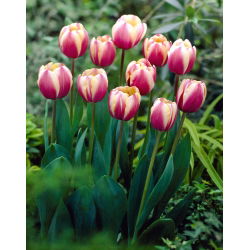 Tulip Atlantis - 5 piezas