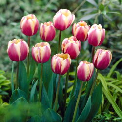 Tulip Atlantis - 5 piezas