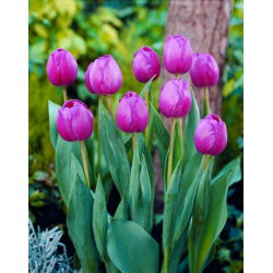 Tulip Attila - 5 piezas