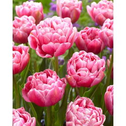 Tulipan 'Aveyron' - 5 stk