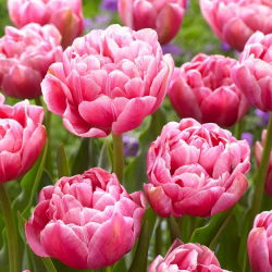 Tulipan 'Aveyron' - 5 stk