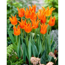 Tulp 'Ballerina' - grootverpakking - 50 st - 