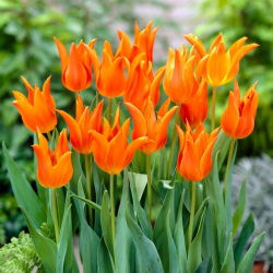 Tulp 'Ballerina' - grootverpakking - 50 st - 