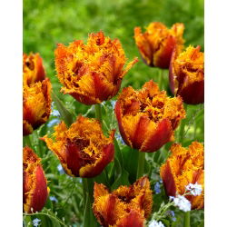 Tulip Bastia - 5 buah - 