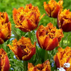 Tulip Bastia - 5 buah - 