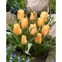 Tulpe 'Batalinii Bright Gem' - 5 gab.