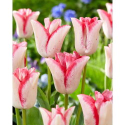 Tulip Beauty Trend - nagy csomag! - 50 db.