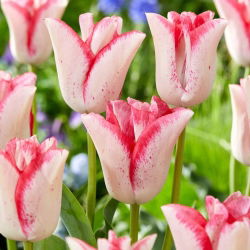 Tulip Beauty Trend - nagy csomag! - 50 db.