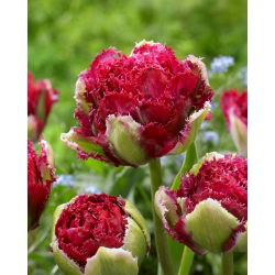 Tulip Belfort - 5 buah - 