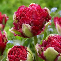 Tulip Belfort - 5 buah - 